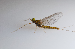  ( - SWRC-AL_Nev_15)  @11 [ ] Copyright (c) (2022) David H. Funk Stroud Water Research Center