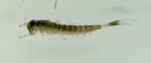  ( - SWRC-AL_Nev_31)  @11 [ ] Copyright (c) (2022) David H. Funk Stroud Water Research Center