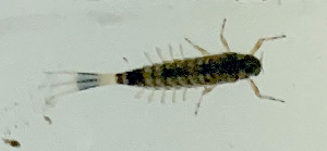  ( - SWRC-AL_Nev_32)  @11 [ ] Copyright (c) (2022) David H. Funk Stroud Water Research Center