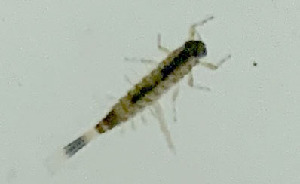  ( - SWRC-AL_Nev_33)  @11 [ ] Copyright (c) (2022) David H. Funk Stroud Water Research Center