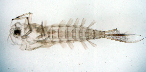  ( - SWRC-AW_J_130)  @11 [ ] Copyright (c) (2024) David H. Funk Stroud Water Research Center