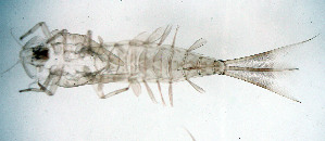  ( - SWRC-AW_J_132)  @11 [ ] Copyright (c) (2024) David H. Funk Stroud Water Research Center