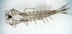  ( - SWRC-AW_J_144)  @11 [ ] Copyright (c) (2024) David H. Funk Stroud Water Research Center