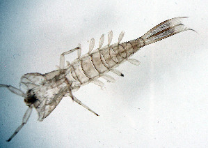  ( - SWRC-AW_J_160)  @11 [ ] Copyright (c) (2024) David H. Funk Stroud Water Research Center