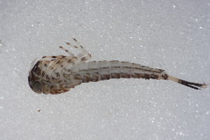  ( - SWRC-Aj_Cab28_05)  @11 [ ] Copyright (c) (2025) David H. Funk Stroud Water Research Center