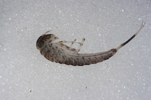  ( - SWRC-Aj_Cab28_06)  @11 [ ] Copyright (c) (2025) David H. Funk Stroud Water Research Center