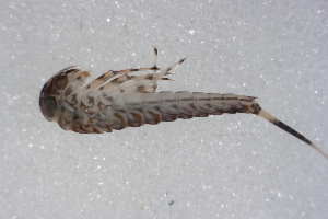  ( - SWRC-Aj_Cab28_08)  @11 [ ] Copyright (c) (2025) David H. Funk Stroud Water Research Center