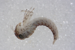  ( - SWRC-Aj_Cab28_11)  @11 [ ] Copyright (c) (2025) David H. Funk Stroud Water Research Center