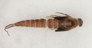  ( - SWRC-Ans_M87_01)  @11 [ ] Copyright (c) (2023) David H. Funk Stroud Water Research Center
