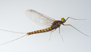  ( - SWRC-As_WS3_25)  @11 [ ] Copyright (c) (2023) David H. Funk Stroud Water Research Center