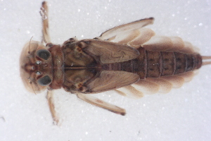  ( - SWRC-Enam_Cha1_05)  @11 [ ] Copyright (c) (2025) David H. Funk Stroud Water Research Center