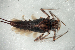  (Epeorus pleuralis - SWRC-Epl_Laurel_02)  @11 [ ] Copyright (c) (2025) David H. Funk Stroud Water Research Center