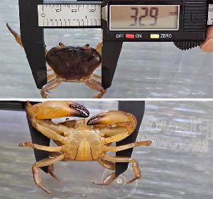  ( - SWRC-Temp_crab01)  @11 [ ] No Rights Reserved (nrr) (2024) David H. Funk Stroud Water Research Center