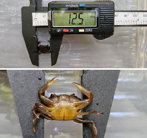  (Ptychophallus tumimanus - SWRC-Temp_crab04)  @11 [ ] No Rights Reserved (nrr) (2024) David H. Funk Stroud Water Research Center