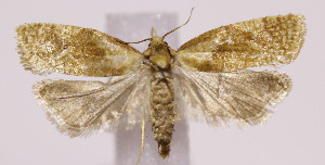  (Phtheochroa sp - MSB003327)  @13 [ ] No Rights Reserved (2016) N/A N/A