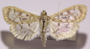  (Herpetogramma thestealis - LH2015-06)  @14 [ ] No Rights Reserved (2016) N/A N/A
