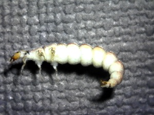  (Rhyacophila perplana - SSI-Carson-49447-H2)  @11 [ ] by-nc-sa (2024) Unspecified Sierra Streams Institute