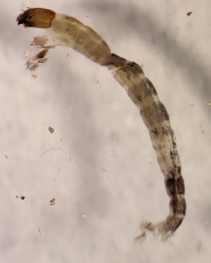  (Cricotopus cf. flavocinctus - SSI-Yuba-44347-H9)  @11 [ ] Unspecified (default): All Rights Reserved  Unspecified Unspecified
