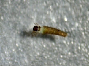  ( - SSI-Yuba-44352-F4)  @11 [ ] by-nc-sa (2024) Unspecified Sierra Streams Institute