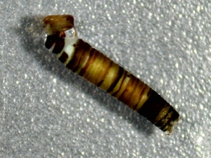  ( - SSI-American-44355-B11)  @11 [ ] by-nc-sa (2024) Unspecified Sierra Streams Institute