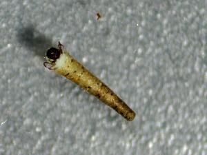  ( - SSI-American-44353-E10)  @11 [ ] by-nc-sa (2024) Unspecified Sierra Streams Institute