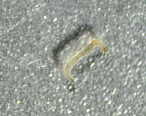  ( - SSI-Yuba-44350-F12)  @11 [ ] by-nc-sa (2024) Unspecified Sierra Streams Institute