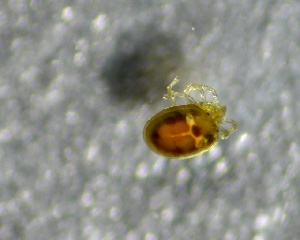  (Torrenticola lundbladi - SSI-Yuba-44350-G1)  @11 [ ] by-nc-sa (2024) Unspecified Sierra Streams Institute