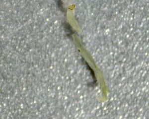  (Orthocladius filamentosus - SSI-Yuba-44350-H1)  @11 [ ] by-nc-sa (2024) Unspecified Sierra Streams Institute
