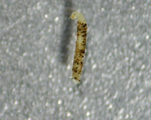  (Stempellinella tamaseptima - SSI-Yuba-44350-H4)  @11 [ ] by-nc-sa (2024) Unspecified Sierra Streams Institute