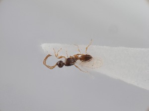  ( - ZSM-HYM-33095-H03)  @11 [ ] by-nc-sa (2023) SNSB, Staatliche Naturwissenschaftliche Sammlungen Bayerns ZSM (SNSB, Zoologische Staatssammlung Muenchen)