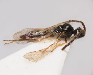  ( - ZSM-HYM-33093-A04)  @11 [ ] by-nc-sa (2022) SNSB, Staatliche Naturwissenschaftliche Sammlungen Bayerns ZSM (SNSB, Zoologische Staatssammlung Muenchen)