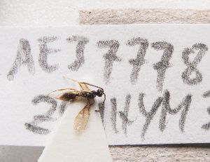  ( - ZSM-HYM-33093-A04)  @11 [ ] by-nc-sa (2022) SNSB, Staatliche Naturwissenschaftliche Sammlungen Bayerns ZSM (SNSB, Zoologische Staatssammlung Muenchen)