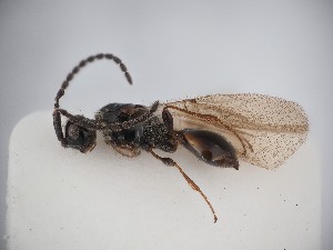  ( - ZSM-HYM-33090-A11)  @11 [ ] by-nc-sa (2023) SNSB, Staatliche Naturwissenschaftliche Sammlungen Bayerns ZSM (SNSB, Zoologische Staatssammlung Muenchen)