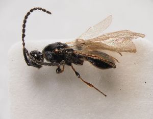  ( - ZSM-HYM-33090-A11)  @11 [ ] by-nc-sa (2022) SNSB, Staatliche Naturwissenschaftliche Sammlungen Bayerns ZSM (SNSB, Zoologische Staatssammlung Muenchen)