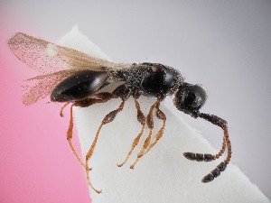  ( - ZSM-HYM-42372-D02)  @11 [ ] by-nc-sa (2023) SNSB, Staatliche Naturwissenschaftliche Sammlungen Bayerns ZSM (SNSB, Zoologische Staatssammlung Muenchen)