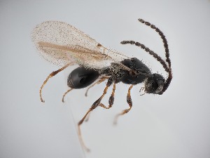  ( - ZSM-HYM-42372-D07)  @11 [ ] by-nc-sa (2023) SNSB, Staatliche Naturwissenschaftliche Sammlungen Bayerns ZSM (SNSB, Zoologische Staatssammlung Muenchen)