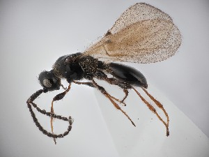  ( - ZSM-HYM-42457-A11)  @11 [ ] by-nc-sa (2023) SNSB, Staatliche Naturwissenschaftliche Sammlungen Bayerns ZSM (SNSB, Zoologische Staatssammlung Muenchen)