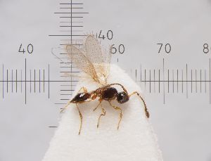 (Trichopria polita - ZSM-HYM-33097-C02)  @11 [ ] by-nc-sa (2022) SNSB, Staatliche Naturwissenschaftliche Sammlungen Bayerns ZSM (SNSB, Zoologische Staatssammlung Muenchen)