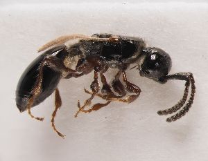 ( - ZSM-HYM-33094-B07)  @11 [ ] by-nc-sa (2022) SNSB, Staatliche Naturwissenschaftliche Sammlungen Bayerns ZSM (SNSB, Zoologische Staatssammlung Muenchen)