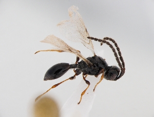  (Spilomicrus crassiclavis - ZSM-HYM-42371-D07)  @11 [ ] CreativeCommons - Attribution Share-Alike (2022) Unspecified SNSB, Zoologische Staatssammlung Muenchen