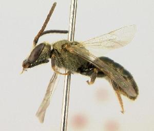  (Lasioglossum floridanum - BEE0286A11-GA)  @13 [ ] CreativeCommons - Attribution Non-Commercial Share-Alike (2010) Packer Collection at York University York University
