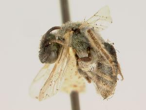  (Lasioglossum marinum - D1414C06-VA)  @14 [ ] CreativeCommons - Attribution Non-Commercial Share-Alike (2010) Packer Collection at York University York University