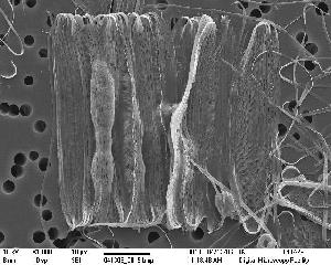  (Fragilaria striatula - IK_MTA4)  @14 [ ] CreativeCommons - Attribution Non-Commercial Share-Alike (2015) Jim Ehrman Mount Allison University