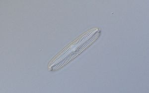  (Pinnularia oriunda - UH2-3G)  @11 [ ] Unspecified (default): All Rights Reserved  Unspecified Unspecified