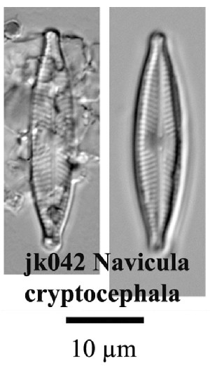  (Navicula cryptocephala - JK042)  @11 [ ] Unspecified (default): All Rights Reserved  Unspecified Unspecified