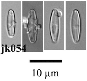  (Achnanthidium microcephalum - JK054)  @11 [ ] Unspecified (default): All Rights Reserved  Unspecified Unspecified