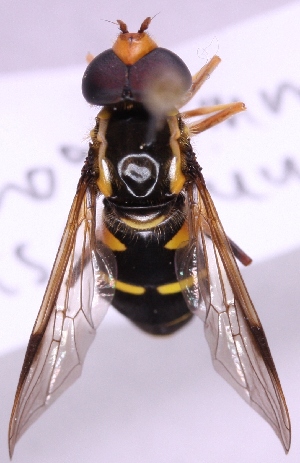  ( - lampe00014)  @11 [ ] No Rights Reserved (2011) Marko Mutanen University of Oulu