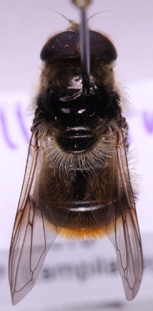  ( - lampe00030)  @12 [ ] No Rights Reserved (2011) Marko Mutanen University of Oulu