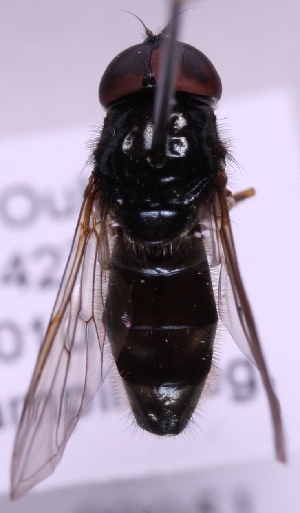  ( - lampe00051)  @11 [ ] No Rights Reserved (2011) Marko Mutanen University of Oulu