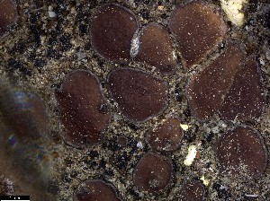  (Placidium cf. squamulosum - CCDB-48848-C02)  @11 [ ] CreativeCommons - Attribution Non-Commercial Share-Alike (2024) Canadian Museum of Nature Canadian Museum of Nature